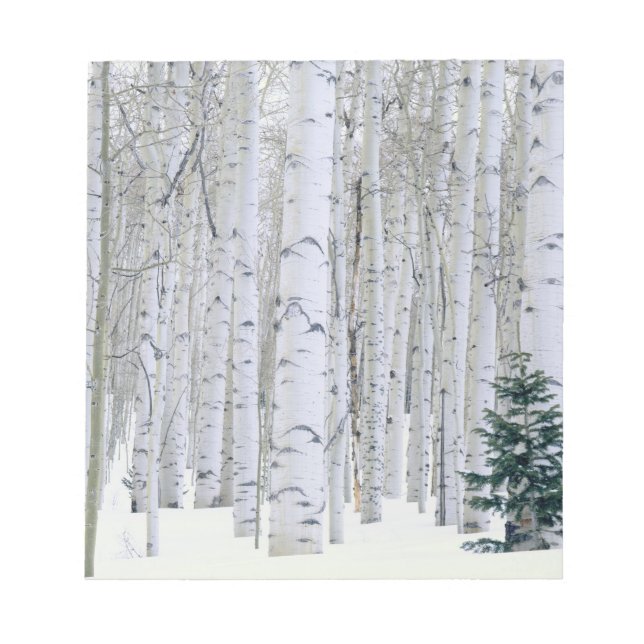 Bloco De Notas UTAH. EUA. Aspen (Populus tremuloides) & Douglas (Frente)
