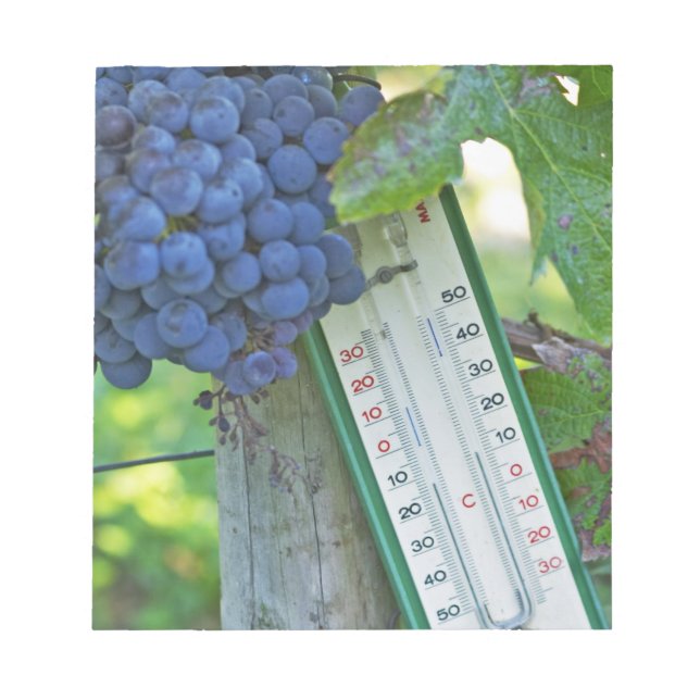 Bloco De Notas Uvas Merlot no Chateau la Grave Figeac, um (Frente)