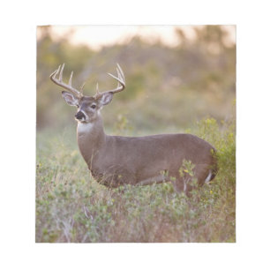 Bloco De Notas veado-de-cauda-branca (Odocoileus virginianus) mac