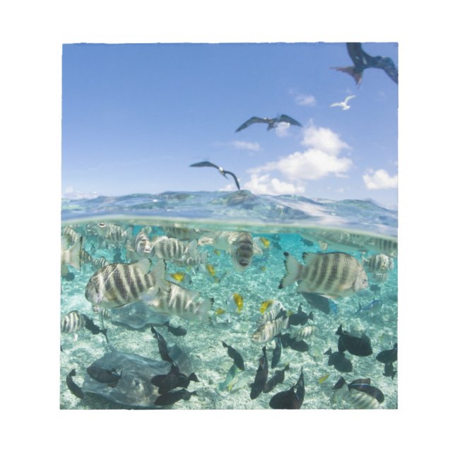 Bloco De Notas Viagem de Lagoon safari com Stingrays (Frente)