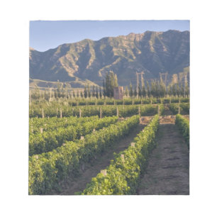 Bloco De Notas Vinhas de Cabernet Sauvignon em Huailai Rongchen