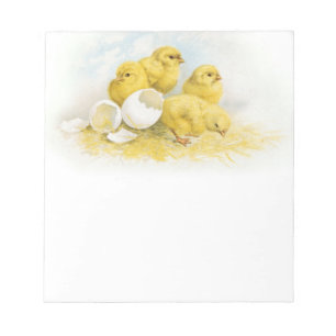 Bloco De Notas Vintage Baby Chickens