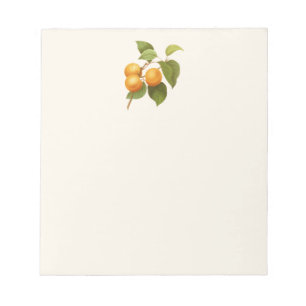 Bloco De Notas Vintage Orange Apricots Desenho De Aquarela
