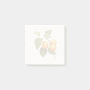 Bloco De Notas Vintage Orange Apricots Desenho De Aquarela