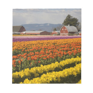 Bloco De Notas WA, Skagit Valley, campos Tulip em flor, em