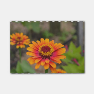 Bloco De Notas Zinnia alaranjado bonito