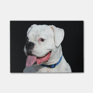 Bloco Post-it Cão branco do pugilista