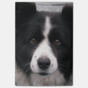 Bloco Post-it Cão de border collie