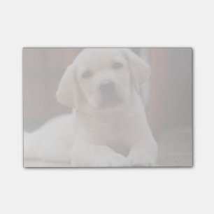 Bloco Post-it Cão de filhote de cachorro amarelo de Labrador do