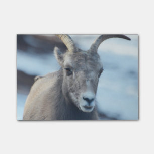 Bloco Post-it Cara de um carneiro de Bighorn