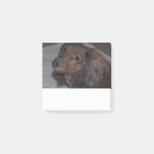 Bloco Post-it Dachshund de Cabelo Longo Posta as notas