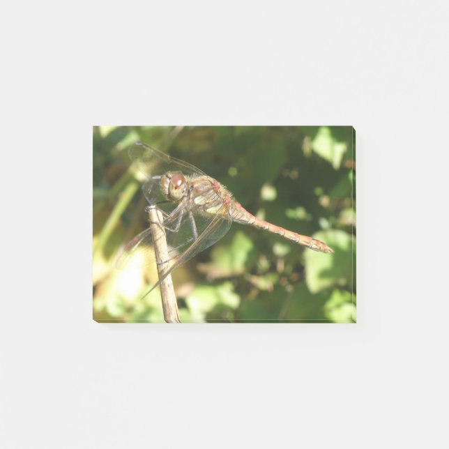 Bloco Post-it Dragonfly em um Posto Twig ele nota (Frente)