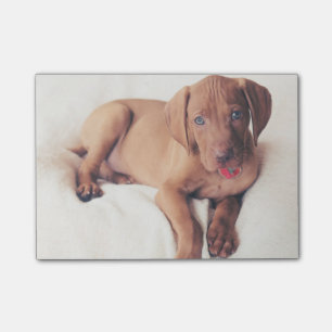 Bloco Post-it Filhote de cachorro de Vizsla do Hungarian