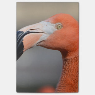 Bloco Post-it Flamingo das caraíbas