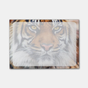 Bloco Post-it Fotografia masculina da pintura do tigre Siberian