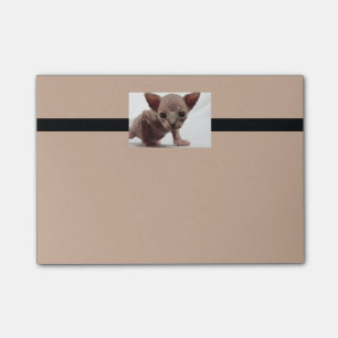 Bloco Post-it Gatinho esfínctico sem osso, gordo e fresco