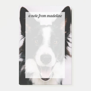 Bloco Post-it Imagens de Getty A border collie de sorriso