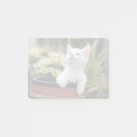 Kitten Branco Turco