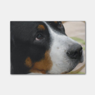 Bloco Post-it Maior cão suíço da montanha