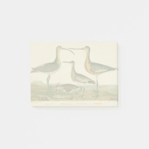 Bloco Post-it Marsh Bird Curlew Snipe Birding