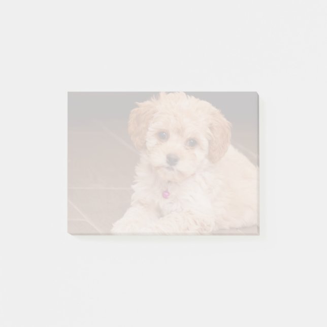 Bloco Post-it Mistura da caniche do bebê ou cão de filhote de (Frente)