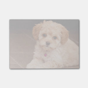 Bloco Post-it Mistura da caniche do bebê ou cão de filhote de