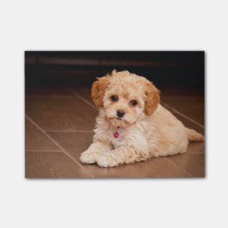 Bloco Post-it Mistura da caniche do bebê ou cão de filhote de