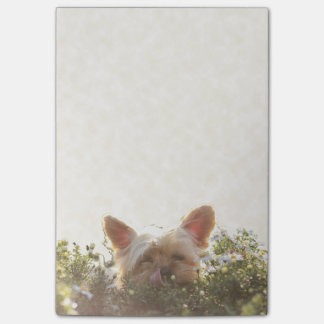 Bloco Post-it Yorkshire terrier que coloca em Sun que lambe os