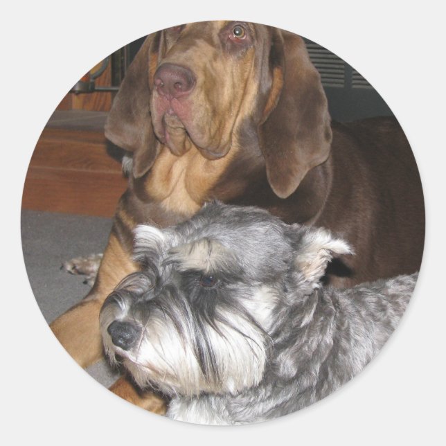 Bloodhound e adesivos Miniatura Schnauzer (Frente)