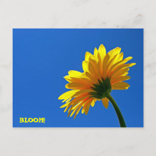 BLOOM! Cartão Postal