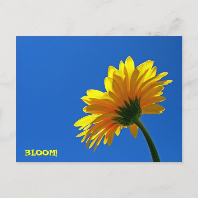 BLOOM! Cartão Postal (Frente)