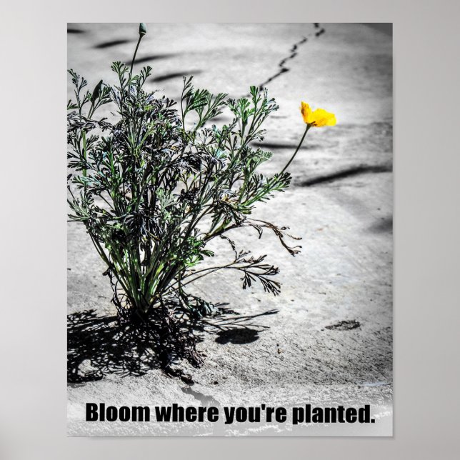 Bloom onde você está plantado Poster de motivação (Frente)