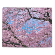 Blooming Cherry Blossoms