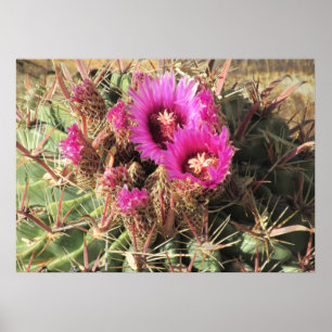 Blooming Devil Tongue Barrel Cactus Poster