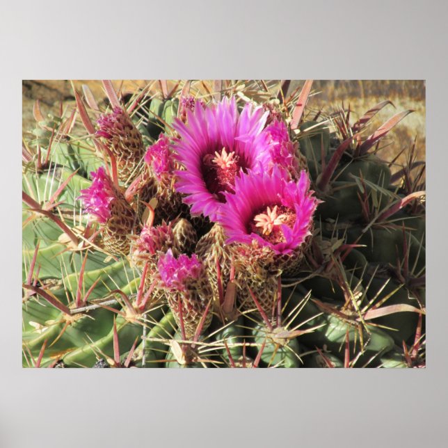 Blooming Devil Tongue Barrel Cactus Poster (Frente)