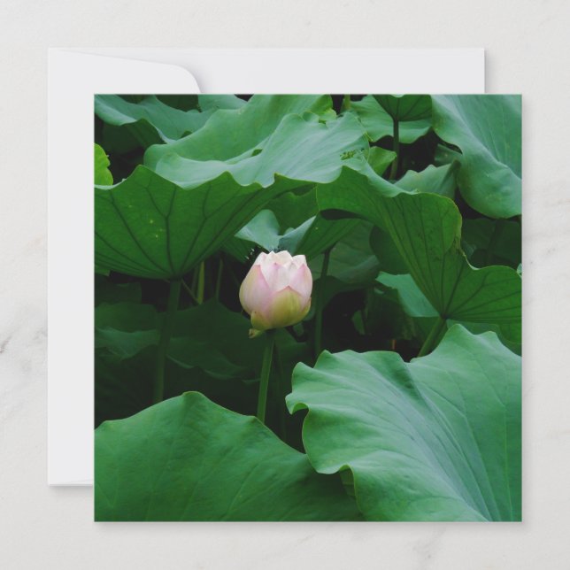 Blooming em breve (Frente)