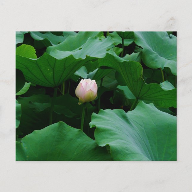 Blooming em breve (Frente)