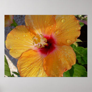 Blooming Hibiscus Frame Impressão
