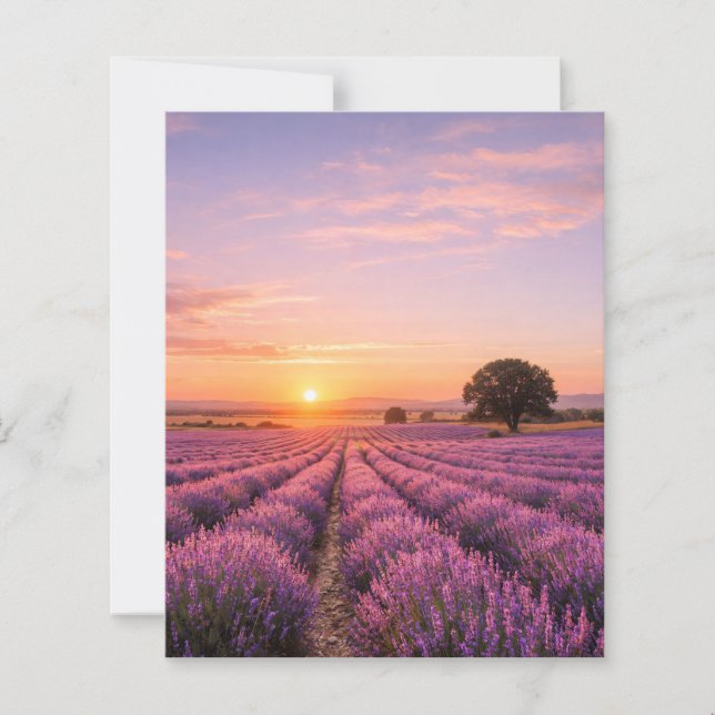 Blooming Lavender Field at Golden Sunset Provence  (Frente)