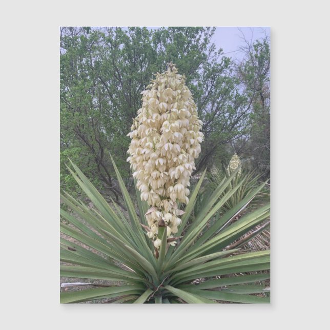 Blooming Yuccas Magnet (Frente)