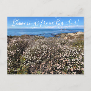 Bloomings da Califórnia: Cartão postal Aster de
