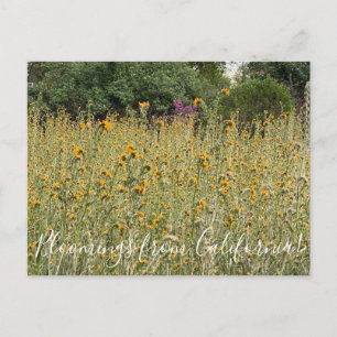 Bloomings da Califórnia: Cartão postal Fiddlenec