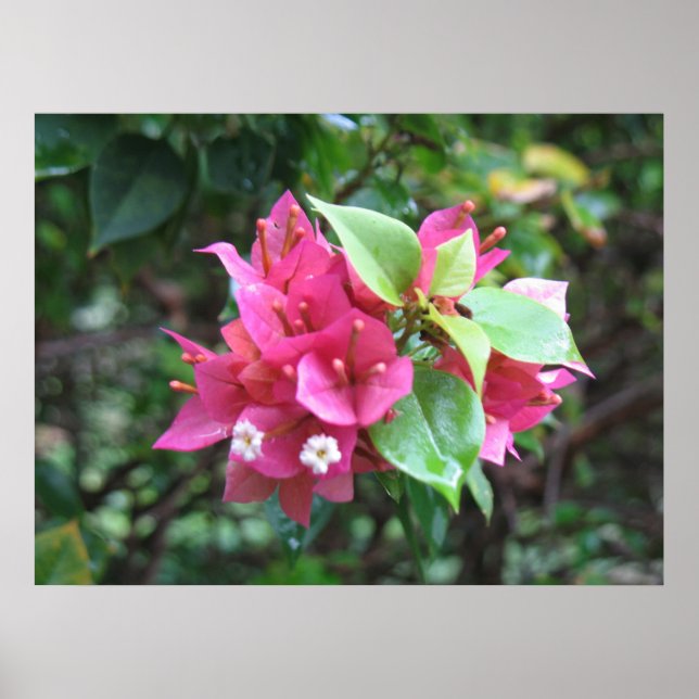 Blooms Poster (Frente)