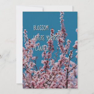 BLOSSOM ONDE PLANTADO Encorajamento cristão