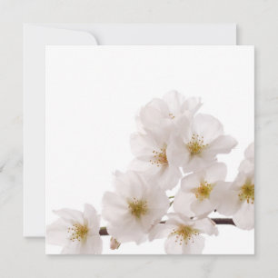 Blossomas Brancos bonito de Cereja