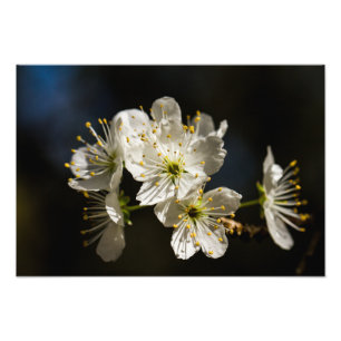 Blossomas Brancos Foto Alargamento