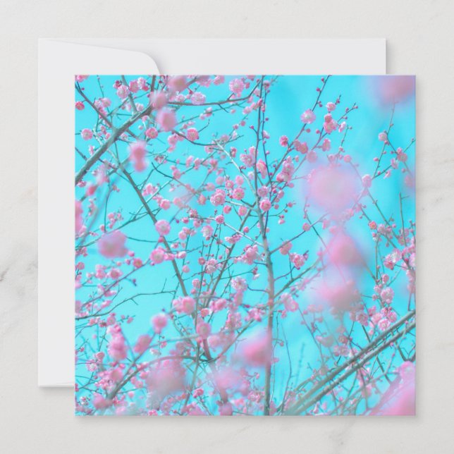 Blossomas de ameixa (Suzhou, China) (Frente)