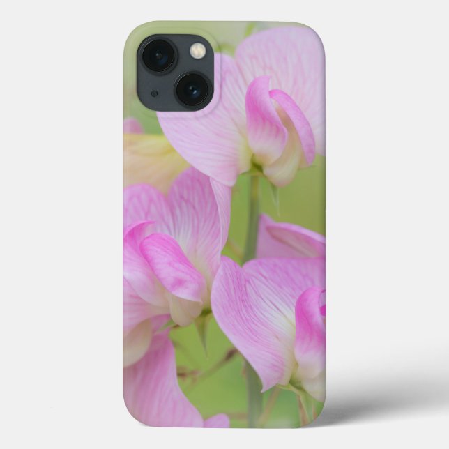 Blossomas de Ervilha| Seabeck, WA (Verso)
