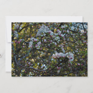 Blossomas de Maçã
