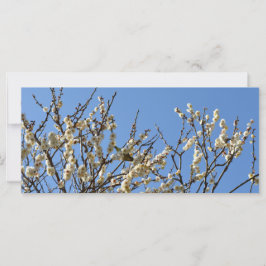 Blossomas de White-eye e Plum em japonês: Japão